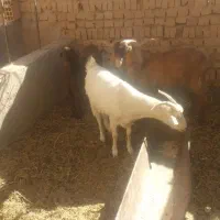 بزسانن فروشی|حیوانات مزرعه|قائن, |دیوار