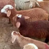 دام  زنده حاج محمود(گوسفندبومی واصیل)