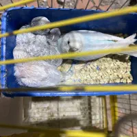 مرغ عشق مولد و جوجه