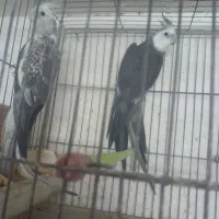 فروش عروس هلندی رنگ ها ی مختلف