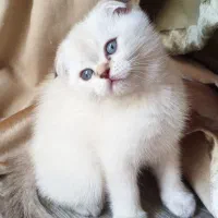 اسکاتیش سیلور