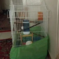 عروس هلندی نر سخنگو ۷ماهه|پرنده|فردیس, شهرک شهید حسینی|دیوار