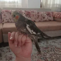 جوجه|پرنده|دماوند, مسکن مهر گیلاوند|دیوار