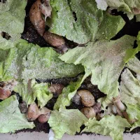 فروش حلزون(قیمت مناسب)|خزنده|بروجرد, |دیوار