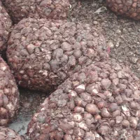 پیاز گل نرگس شهرستان خفر