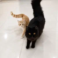 گربه