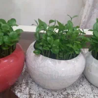 سبزه نارنج همراه ظرف سفالی سفارش سبزه گندم