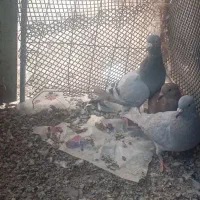 کفتر|پرنده|بیرجند, |دیوار