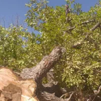 خریدار انواع چوب