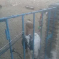 اجاره‌دامداری‌یاانبار‌کاشی‌‌ولوله‌|اجارهٔ دفتر صنعتی، کشاورزی، تجاری|تربت‌حیدریه, پائین ولایت|دیوار