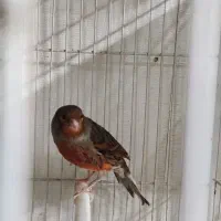 قناری ماده شتری سرخ آماده