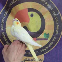 جوجه عروس هلندی لوتینو آلبینو زعفرانی و گل باقالی|پرنده|قم, شهرک قدس|دیوار