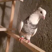 کبوترپلاکی وطوقی