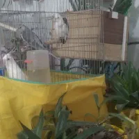 دو عدد عروس هلندی