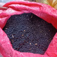 نخود سیاه تازه کاشت امسال. آشخانه.کشانک