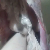 گوشت بزغاله