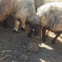 میش داشتی|حیوانات مزرعه|صمصامی, |دیوار