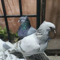 کفتر ماده پشت سبز سوسنی کاکلی پاصاف سبز کاکلی پاصا|پرنده|شیراز, نیستان|دیوار