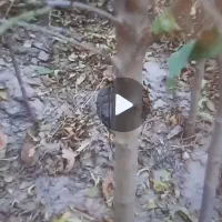 نهال بادام بومی ۴ و۳ساله|گل و گیاه طبیعی|آذرشهر, |دیوار