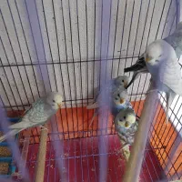 مرغ عشق|پرنده|قم, شهر قائم|دیوار