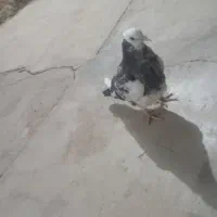 ۳عدد کبوتر خوب کاشانی 250 شازده 200 طوقی 250|پرنده|مسجد سلیمان, |دیوار