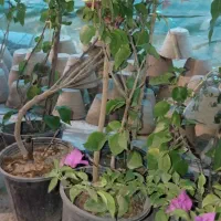 گل کاغذی خوزستان|گل و گیاه طبیعی|مراغه, |دیوار