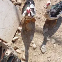 بقلمون اردک فروشی