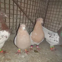 کبوتر کله ای|پرنده|لامرد, |دیوار