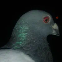 کبوتر پلاکی و طاوسی