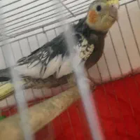 یه جفت عروس هلندی نر وماده