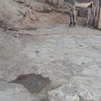 الاغ نر گله ای 2 سال