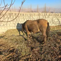 کره اسب|اسب و تجهیزات اسبسواری|سیلوانه, |دیوار