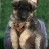 ژرمن|سگ|تهران, پاسداران|دیوار