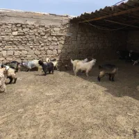 گوشت بیگ|حیوانات مزرعه|مسجد سلیمان, |دیوار