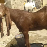 پازن پاکستانی|حیوانات مزرعه|بهبهان, |دیوار