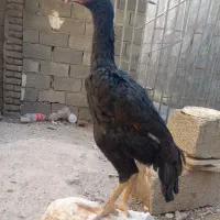 جوجه لاری اوشامو|حیوانات مزرعه|تنکمان, |دیوار