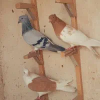 پرنده  ماده|پرنده|شیراز, دروازه قران|دیوار