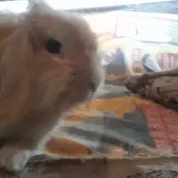 خرگوش پشمالو