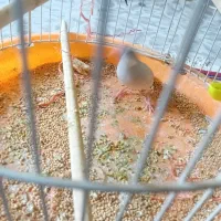 فنچ نرگسی|پرنده|تربت جام, میرقوام الدین|دیوار