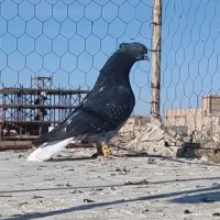 نر دم سفید کاکل