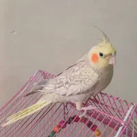 عروس هلندی نر معاوضه با کبوتر|پرنده|اصفهان, پوریای ولی|دیوار