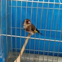 سهره ماده|پرنده|قروه, |دیوار