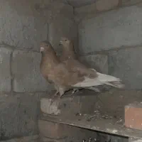 جفت کبوتر زرد پرشی|پرنده|نقده, |دیوار