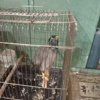 مرغ مینا سخنگو