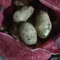 سیب زمینی خاکی