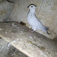 کبوتر نر ماده شامی سفید کرمونی