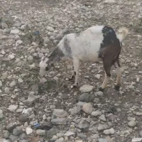 دو عدد بز کهره دار خوب سالم سرحال