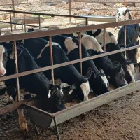 گوساله نر ۹۰تا۱۱۰کیلو هلشتاین فروشی