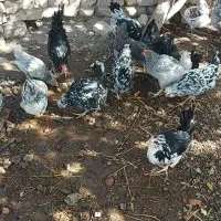 تخم مرغ نطفه دار نژاد گلین|حیوانات مزرعه|رفسنجان, |دیوار