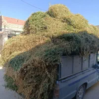 بیده یونجه|عمده‌فروشی|بجنورد, |دیوار